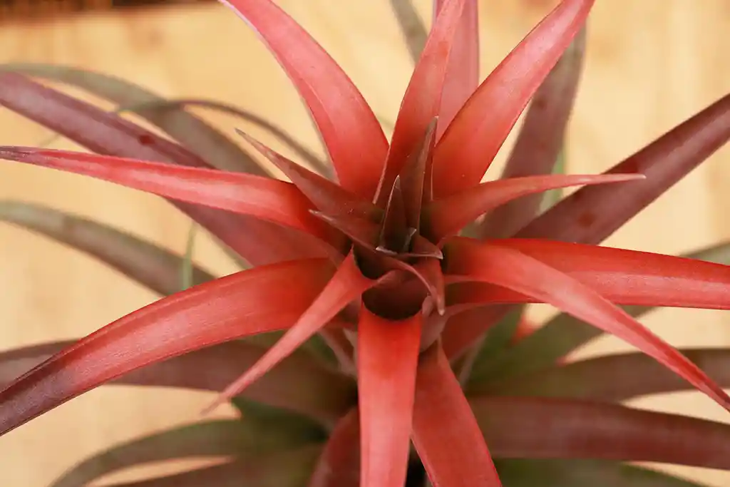 Till. Capitata Green