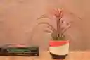 Till. Capitata Green