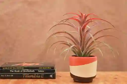 Till. Capitata Green