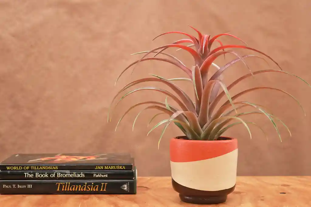 Till. Capitata Green