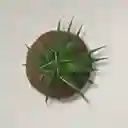 Kokedama Mini Cebra Con Base