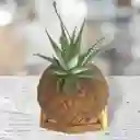 Kokedama Mini Cebra Con Base