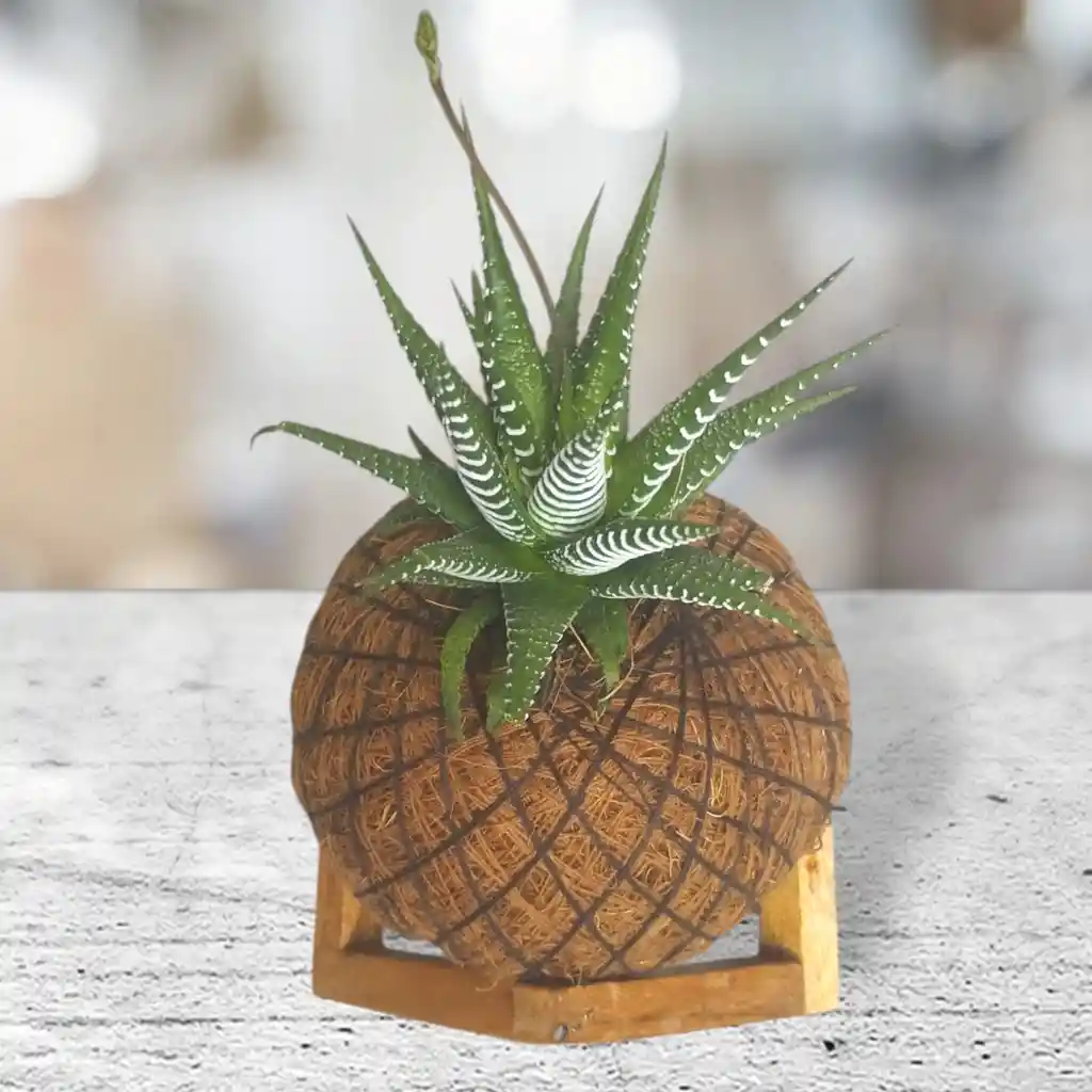 Kokedama Mini Cebra Con Base