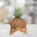 Kokedama Mini Cebra Con Base