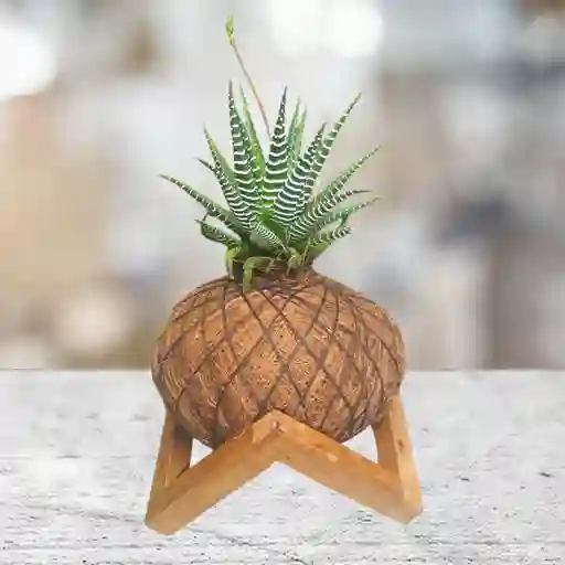 Kokedama Mini Cebra Con Base