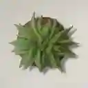 Kokedama Suculenta Con Base