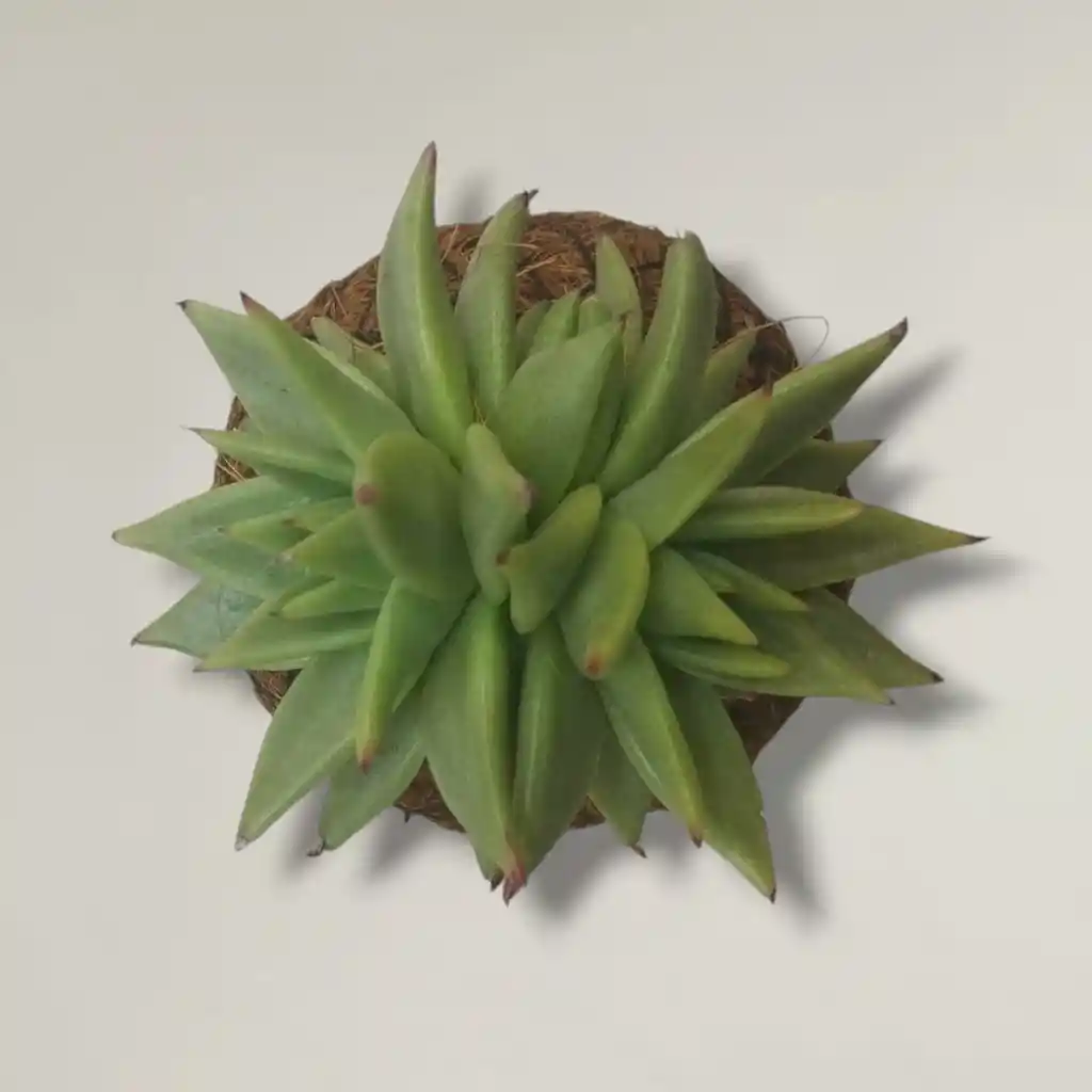 Kokedama Suculenta Con Base