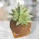Kokedama Suculenta Con Base