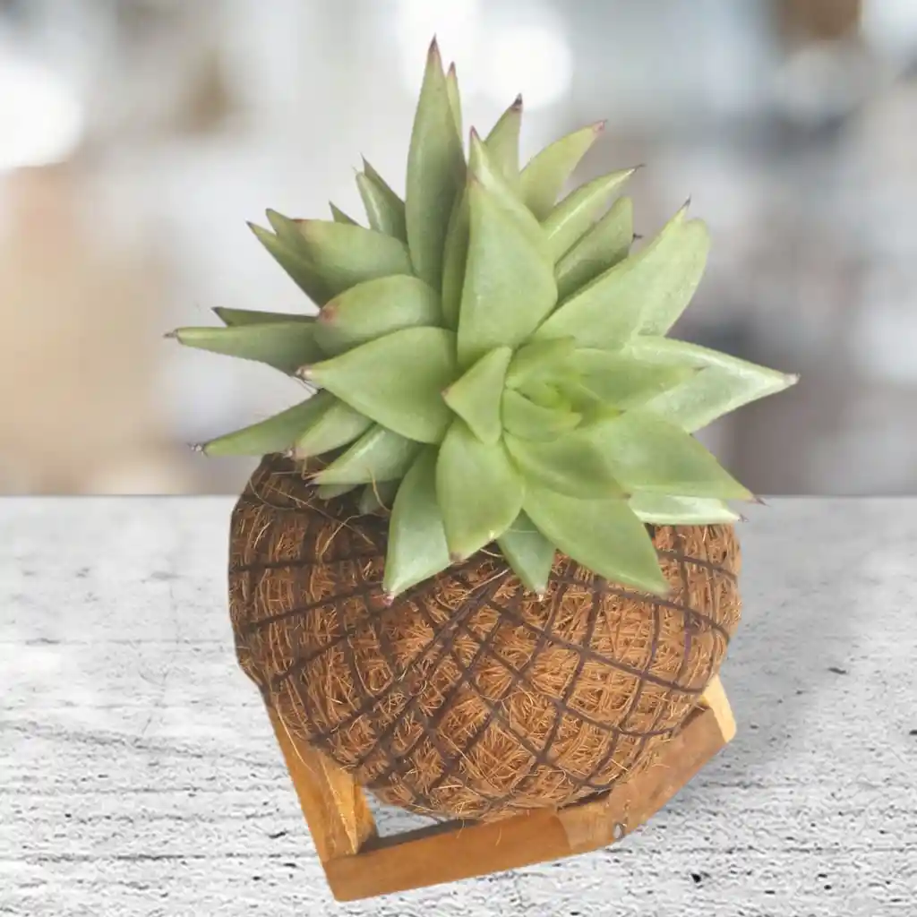 Kokedama Suculenta Con Base