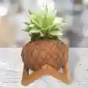 Kokedama Suculenta Con Base