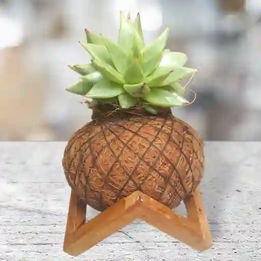 Kokedama Suculenta Con Base