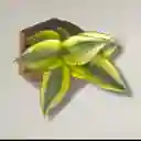 Kokedama Lengua De Suegra Con Base