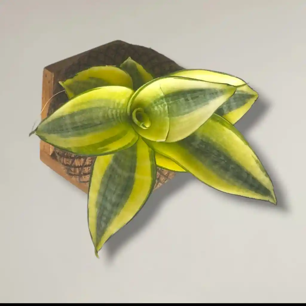 Kokedama Lengua De Suegra Con Base