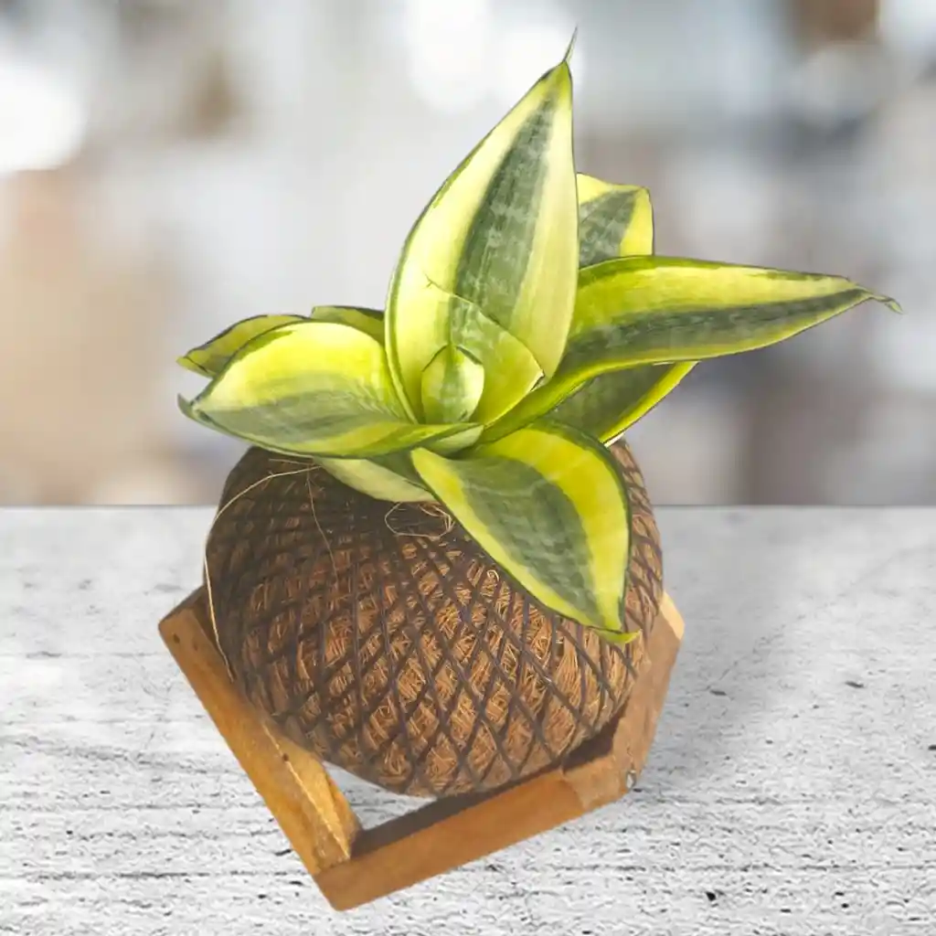 Kokedama Lengua De Suegra Con Base
