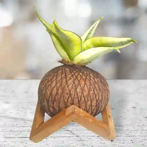 Kokedama Lengua De Suegra Con Base