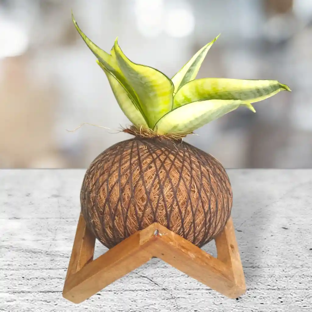 Kokedama Lengua De Suegra Con Base