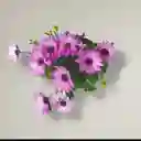 Planta Margarita Punto Morado