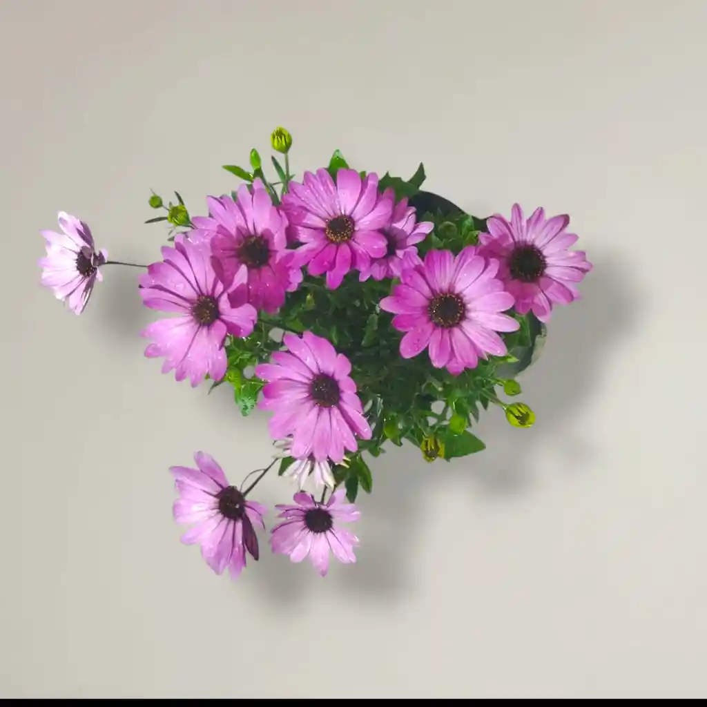 Planta Margarita Punto Morado