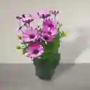 Planta Margarita Punto Morado
