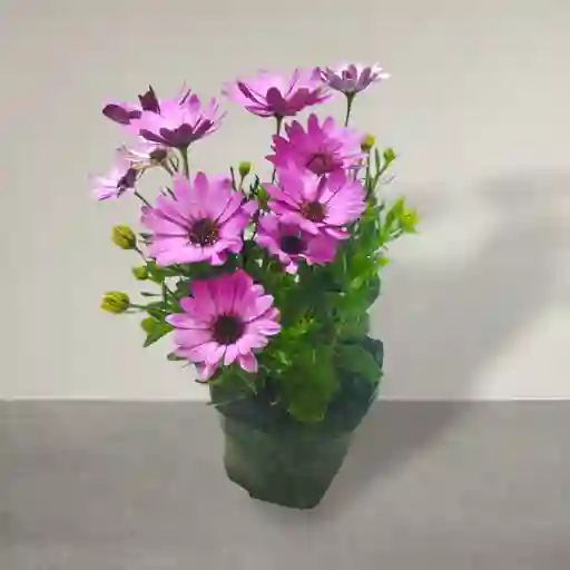 Planta Margarita Punto Morado