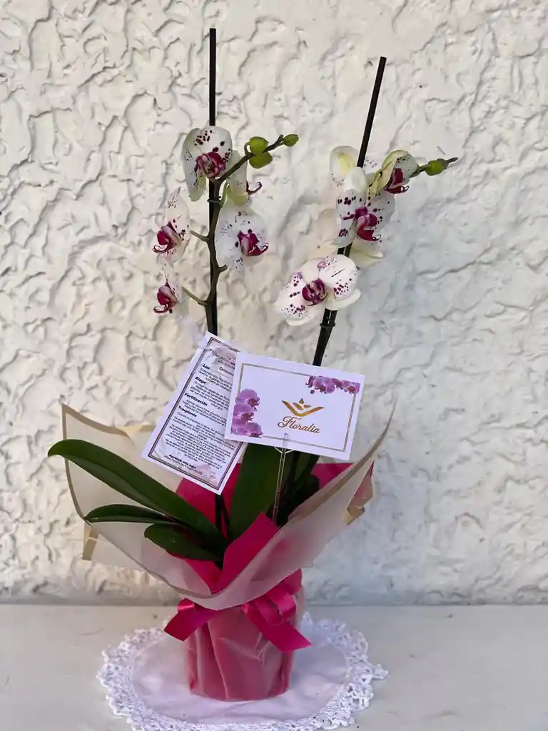 Planta De Orquídea 2 Varas
