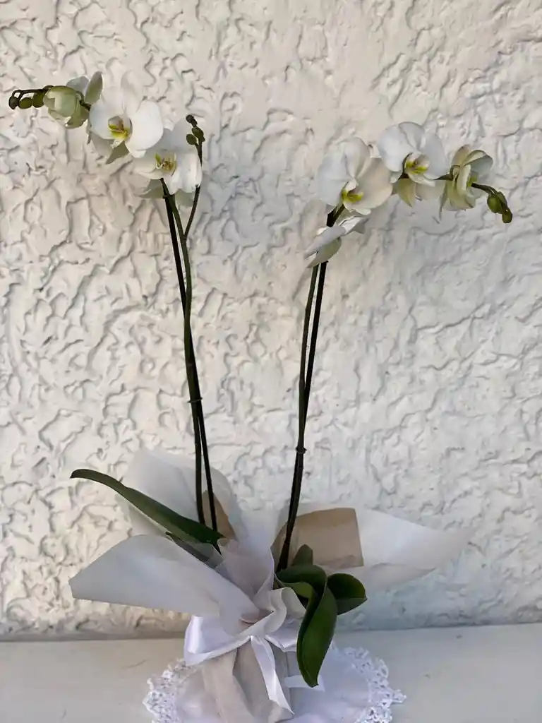 Planta De Orquídea 2 Varas