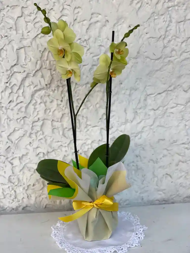 Planta De Orquídea 2 Varas
