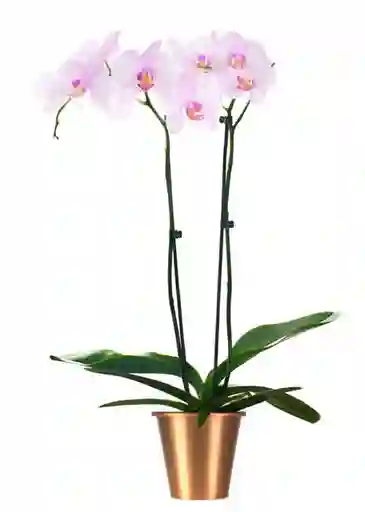 Orquídea Rosada De Dos Varas