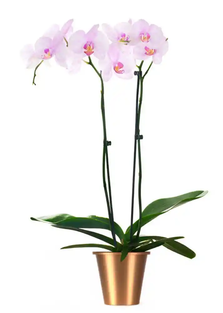 Orquídea Rosada De Dos Varas