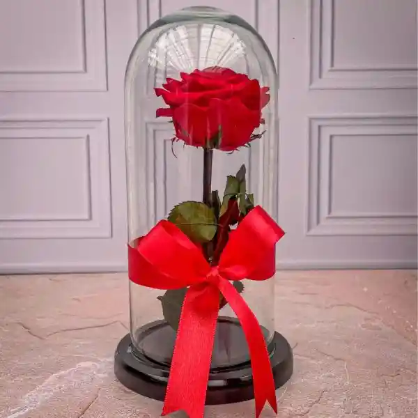 Rosa Preserva Roja Premium