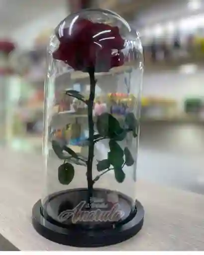 Rosa Preservada En Cúpula