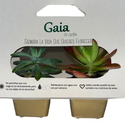 Dúo Suculenta