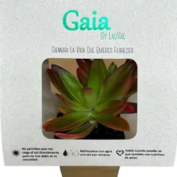 Suculenta