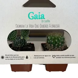 Dúo De Cactus