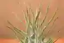 Till. Pruinosa Guatemala