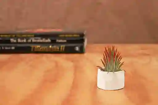 Till. Ionantha