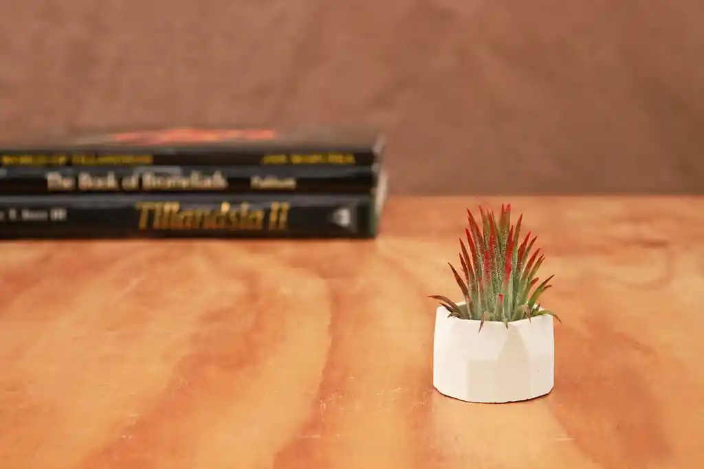 Till. Ionantha