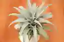 Till. Capitata Yellow Star