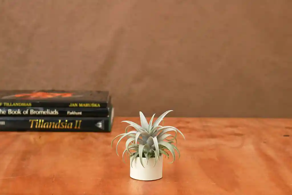 Till. Capitata Yellow Star