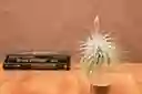 Till. Tectorum
