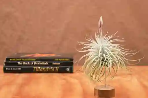 Till. Tectorum