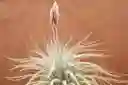 Till. Tectorum