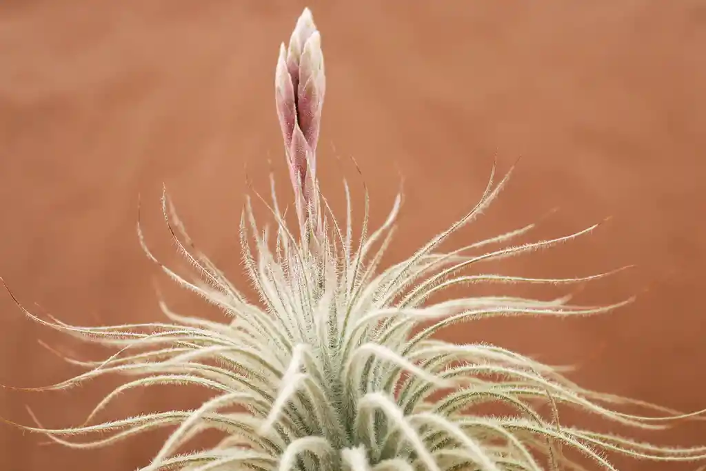 Till. Tectorum