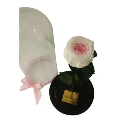 Rosa Preservada De Jardín. Diseño Especial Día De La Mujer. En Cúpula De Vidrio Mediana