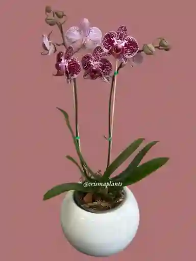 Orquídea 2v Mediana Morado Gran-incluye Matera
