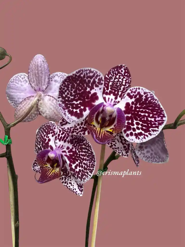 Orquídea 2v Mediana Morado Gran-basic