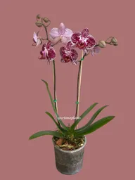 Orquídea 2v Mediana Morado Gran-basic