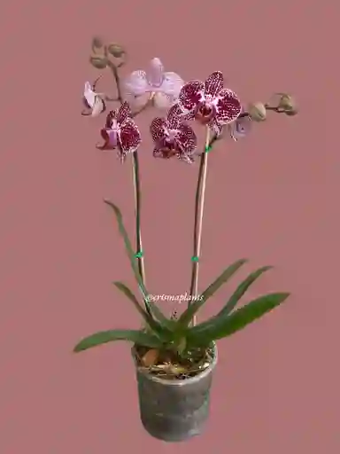 Orquídea 2v Mediana Morado Gran-basic