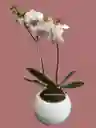 Orquídea 2v Mediana Blanca Centro Fuc-incluye Matera