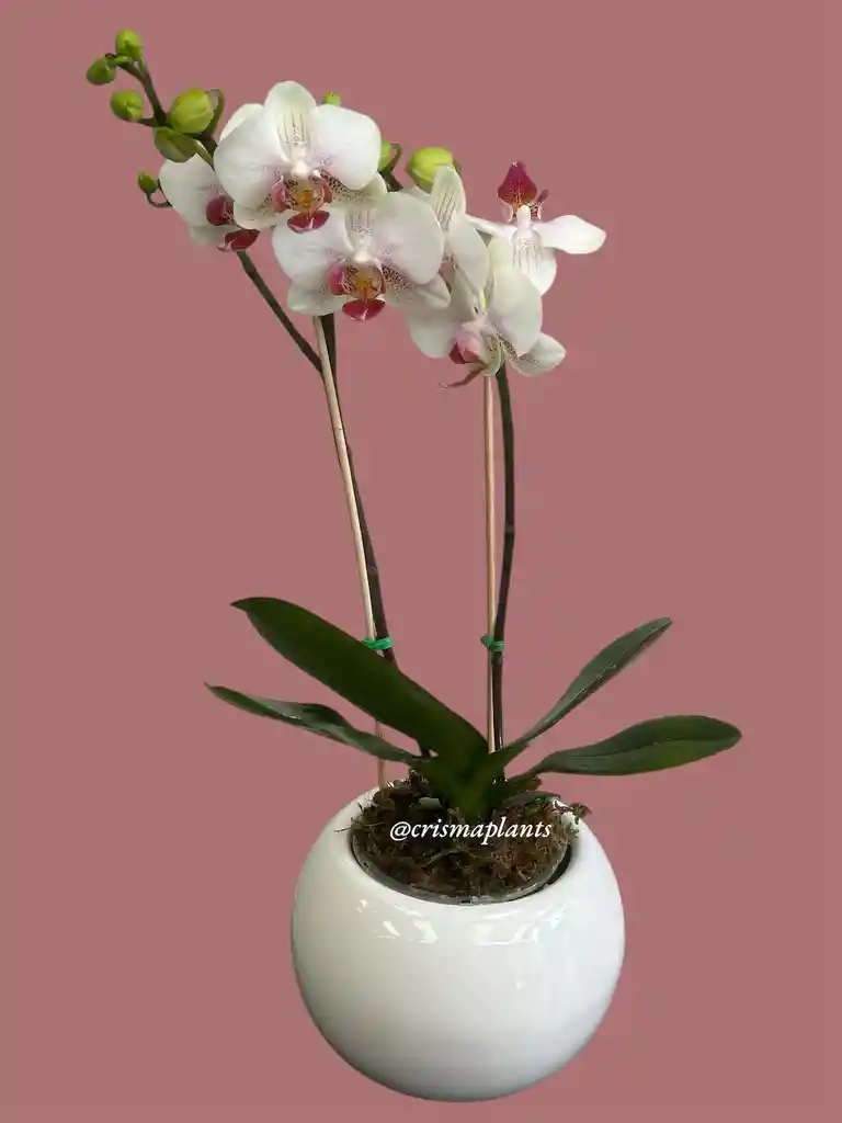 Orquídea 2v Mediana Blanca Centro Fuc-incluye Matera